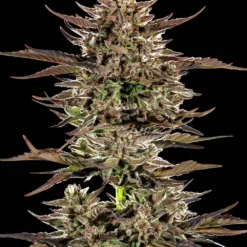 Barney's Farm - Frosted Zinn x 3 Bears [Fem Autoflower]