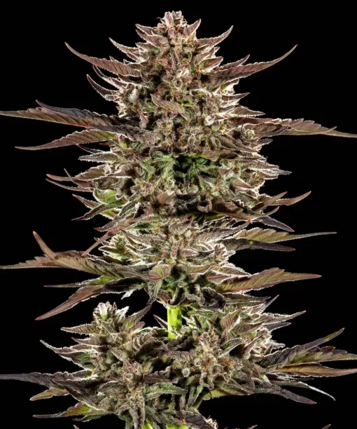 Barney's Farm - Frosted Zinn x 3 Bears [Fem Autoflower]