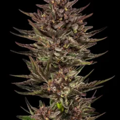 Barney's Farm - Frosted Zinn x Cookie Dog [Fem Autoflower]