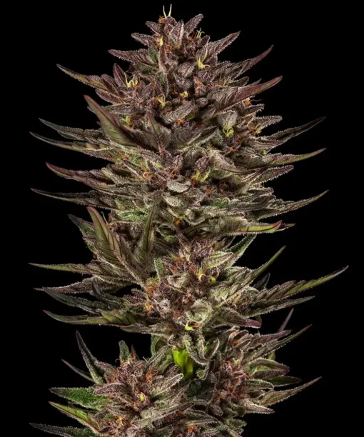 Barney's Farm - Frosted Zinn x Cookie Dog [Fem Autoflower]