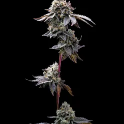 Barney's Farm - GMO Cookies [Feminized]