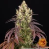 barneys farm lemon cherry gelato feminized