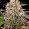 barneys farm limoncello feminized