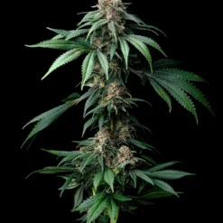 Barney's Farm - Mendo Breath [Feminized]