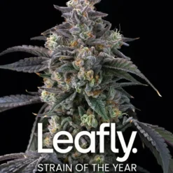 Barney's Farm - Super Boof [Feminized]