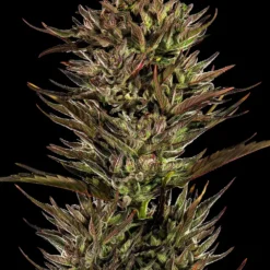 Barney's Farm - Thin Mint x Sour Pinot [Fem Autoflower]