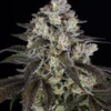 barneys farm trainwreck feminized