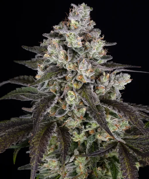 Barney's Farm - Trainwreck [Feminized]