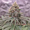 dutch passion blue zushi feminized