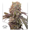 dutch passion candy bubatz fem autoflower