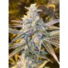 Dutch Passion - Frozen Biscotti [Feminized]