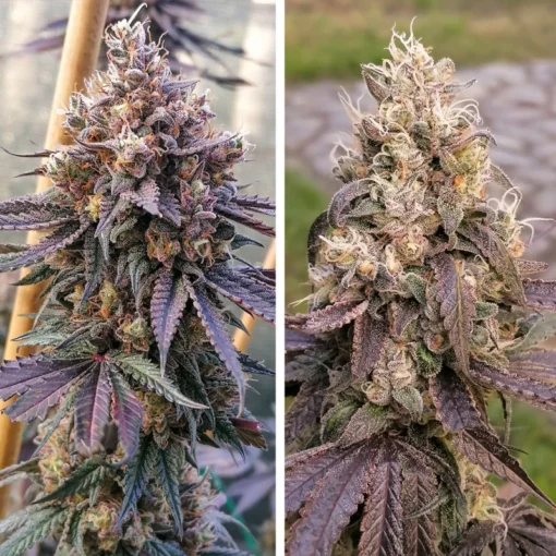 Dutch Passion - GMO FAST [Feminized]