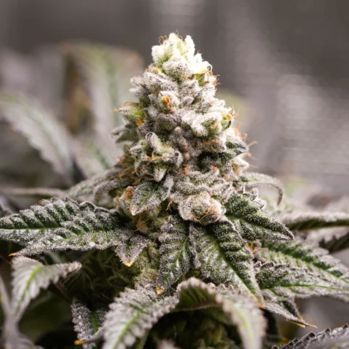 Dutch Passion - Ice Cream Haze [Feminized]