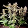 dutch passion lemon z feminized