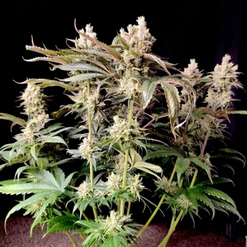 Dutch Passion - Lemon Z [Feminized]