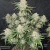 fast buds frost banger fem autoflower