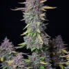 fast buds purple haze fem autoflower