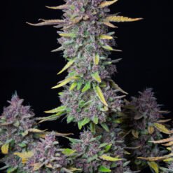 Fast Buds - Purple Haze [Fem Autoflower]