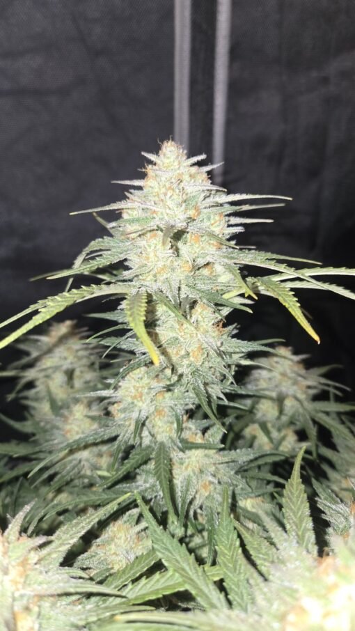Fast Buds - Z-Up [Fem Autoflower]