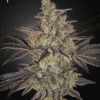 green house seed co frosted guava fem autoflower