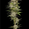 humboldt seed co california haze feminized