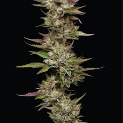 Humboldt Seed Co - Moon Fog [Feminized]