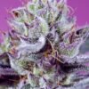 sweet seeds diablos delight xl fem autoflower
