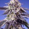 sweet seeds permanent jealousy xl fem autoflower
