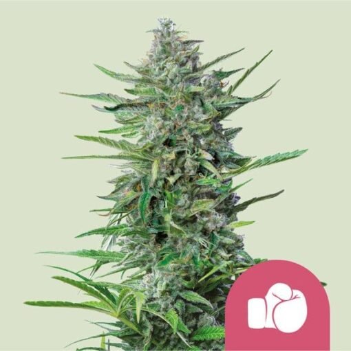 Royal Queen Seeds - Purple Punch [Feminized]