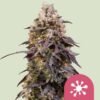 RQS sticky queen feminized