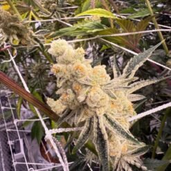 In House Genetics Platinum IX Feminized1