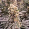 In House Genetics Platinum Z Feminized
