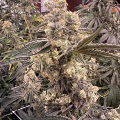 In House Genetics Platinum Z Feminized1