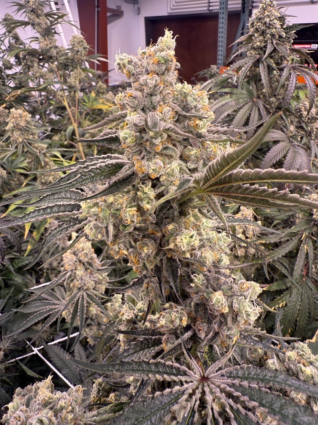 In House Genetics Platinum Z Feminized1