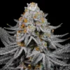 LIT Farms AZZZ Candy Feminized