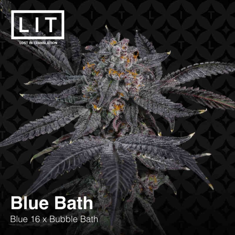 LIT Farms Blue Bath Feminized