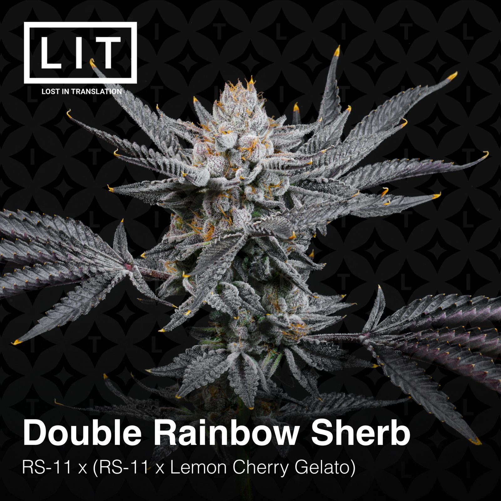 LIT Farms Double Rainbow Sherb Feminized