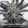 LIT Farms Lemon Cherry Gelato BX1 Feminized