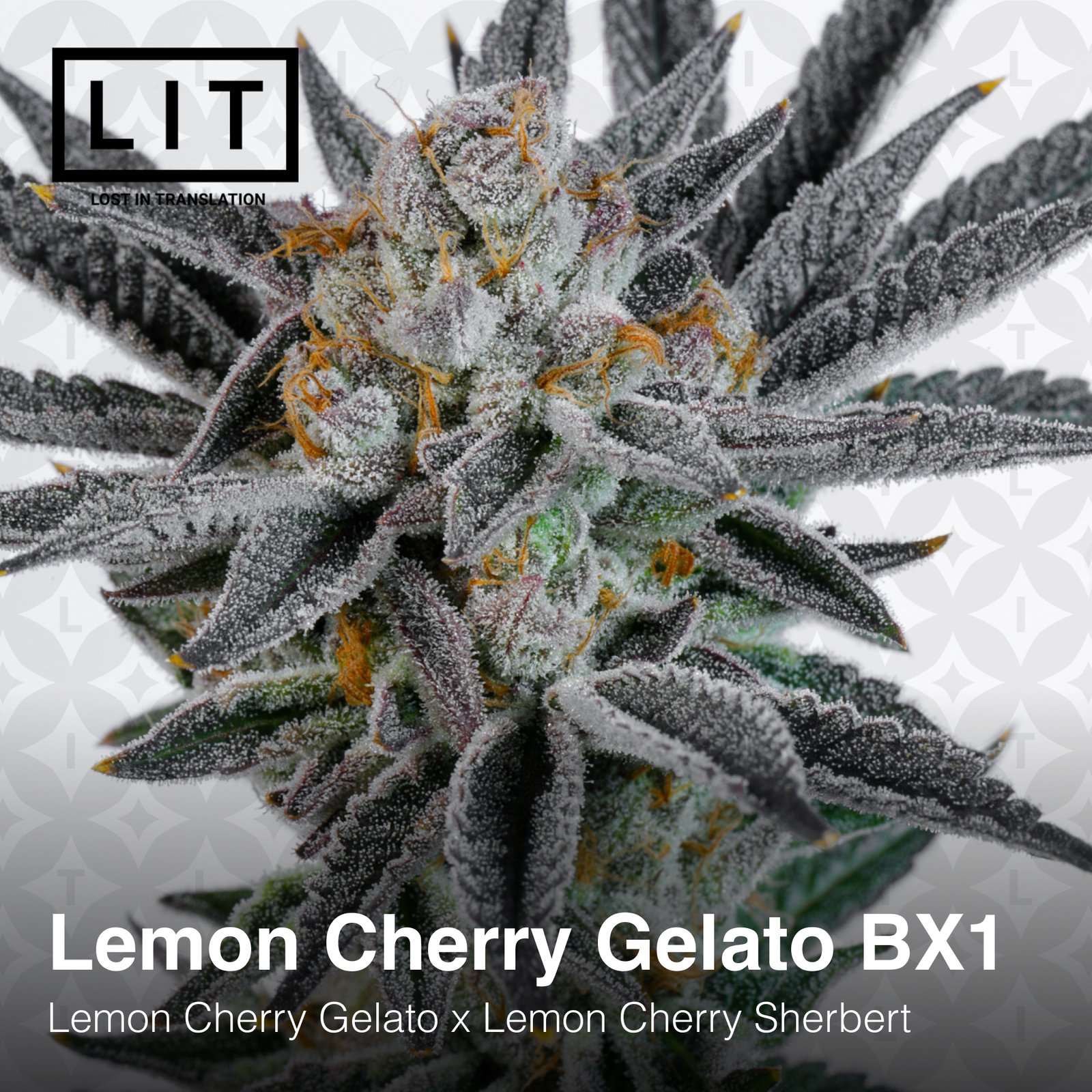 LIT Farms Lemon Cherry Gelato BX1 Feminized