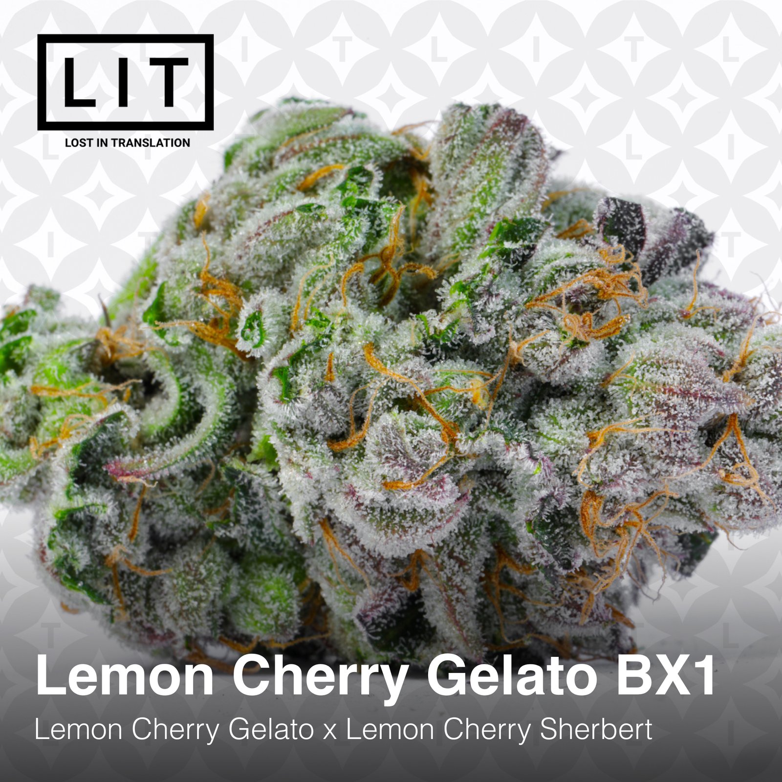 LIT Farms Lemon Cherry Gelato BX1 Feminized1
