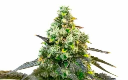 Biltong and Budz Genetics – Godfather OG [Fem Autoflower]