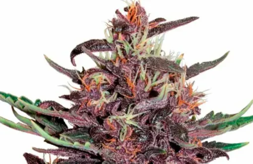 Biltong and Budz Genetics - Tropicana Cherry [Feminized]