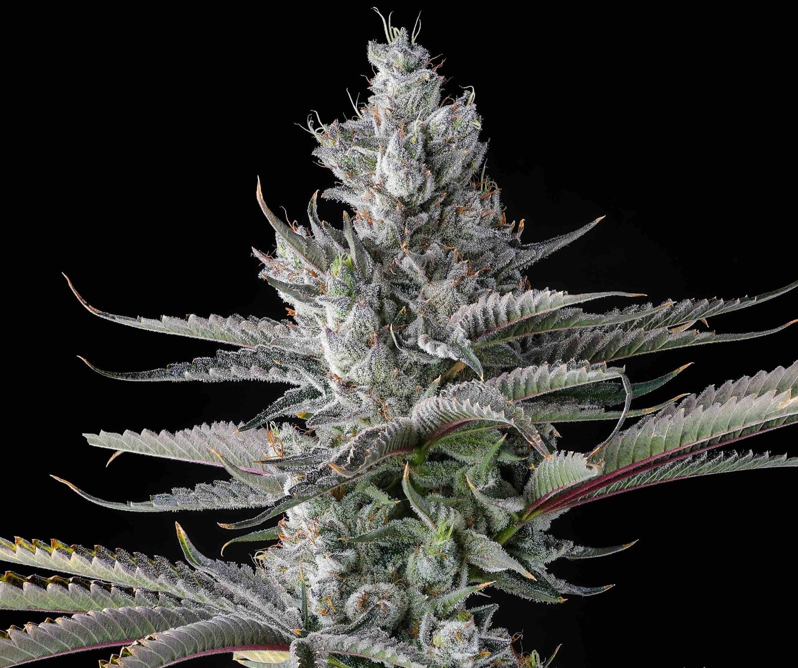 Compound Genetics Guwop Green Feminized