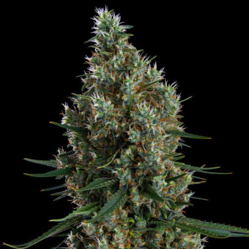 ETHOS - Zweet Inzanity Rbx [Feminized]