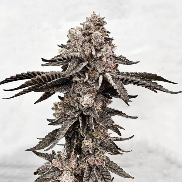 Exotic Genetix Dripadellic Feminized