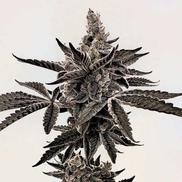 Exotic Genetix Heavy Hustle Feminized