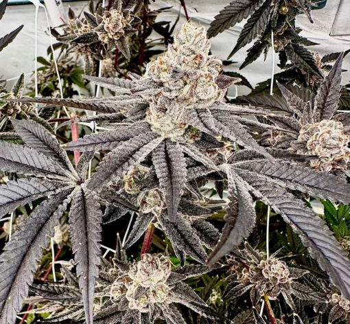 Exotic Genetix - Splash Daddy [Feminized]