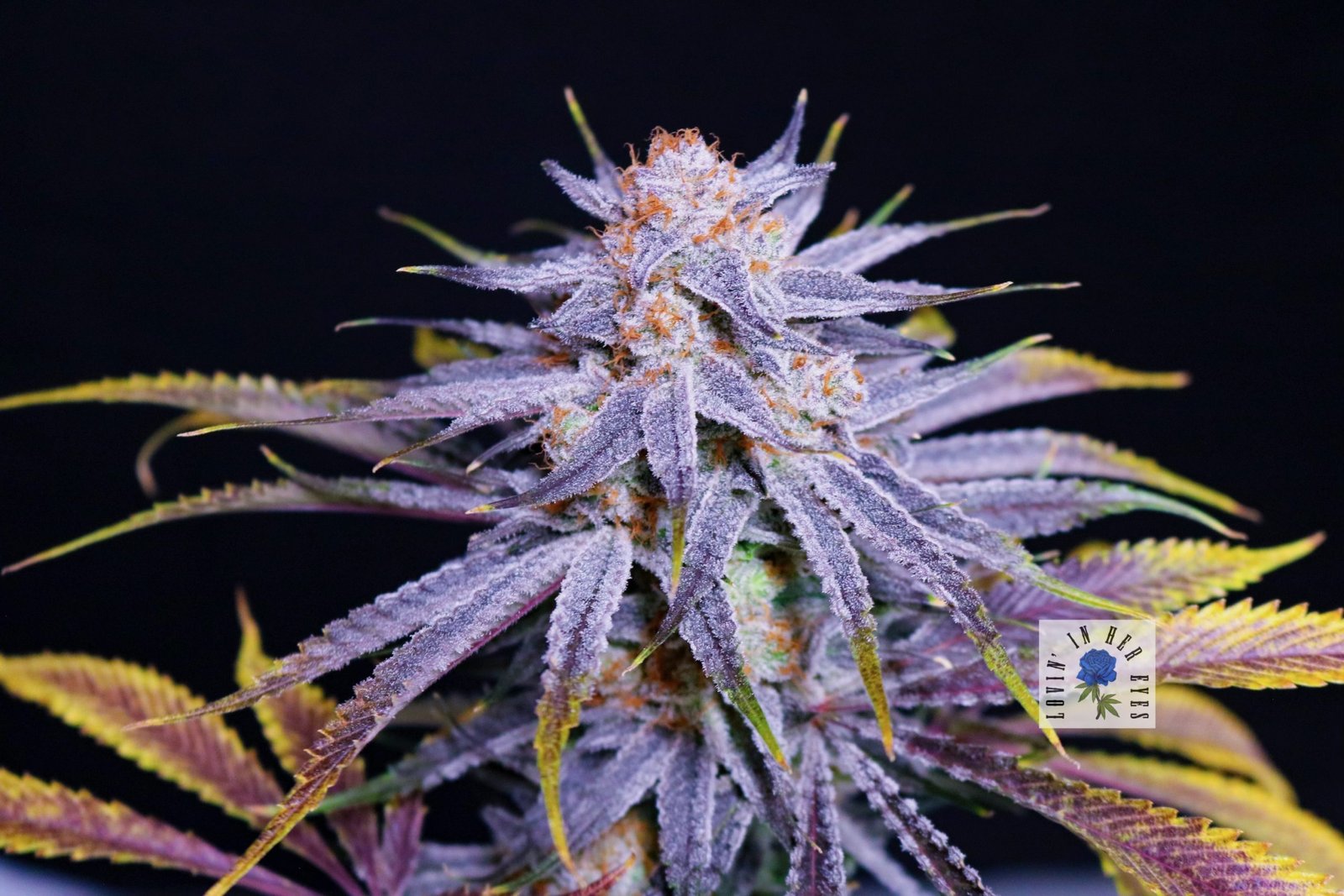 Lovin in Her Eyes Blueberry Buzanna