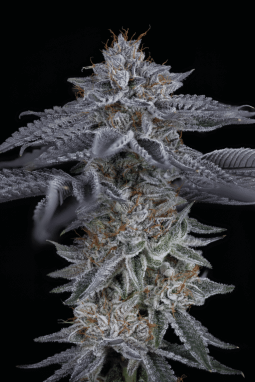 Sin City - Coconut Cloud [Feminized]