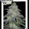 Sin City Key Lime Pie BX2 Feminized